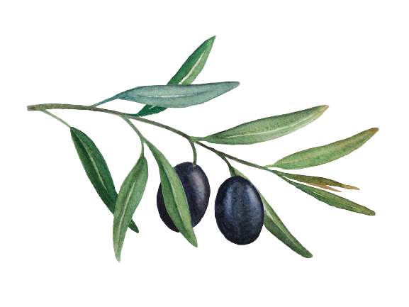 olive branch image